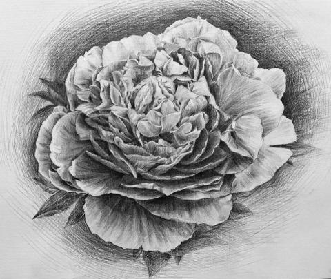 陳采妮｜妮妮老師🎨🌼 - 素描