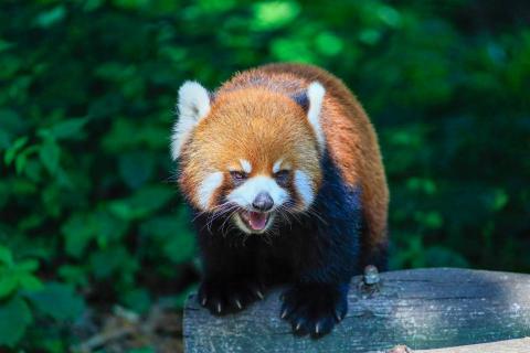 山海攝影工作室 - 成都熊貓基地-動物攝影
Canon eos RP
EF 100-300mm f4.5-5.6