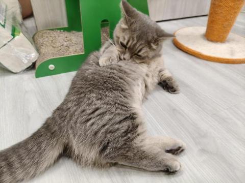 周喵喵個人整潔室 -  周喵喵個人整潔室 -