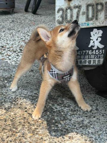 精油按摩、情慾按摩 - 