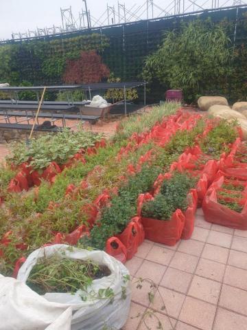 明園景觀工程 - 綠籬施作