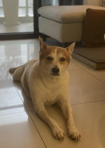 平國偉 - 家犬：十年級的斑斑