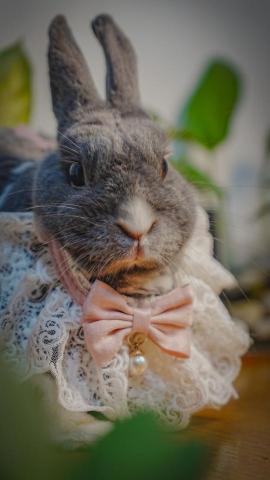 歐摩 | Oh Mo - 寵物｜陪伴10年風雨的兔寶｜2025攝影