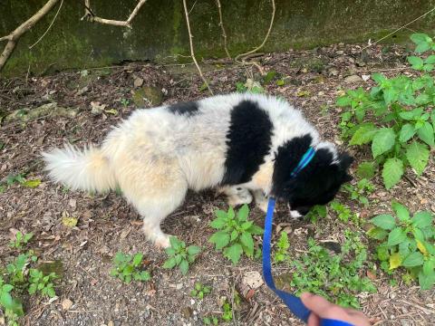 林昕瑋 - 於八里保育場工作期間遛狗照片