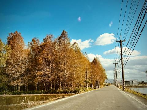 歐摩 | Oh Mo - 宜蘭礁溪｜秋風吹染的焦糖落雨松｜2024攝影