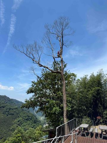 UmArbor 樹影工作室 - 枯立木伐除