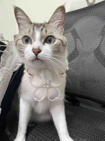 提供遛狗服務的專家J遛