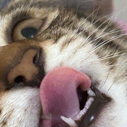 提供配音服務的專家wtz