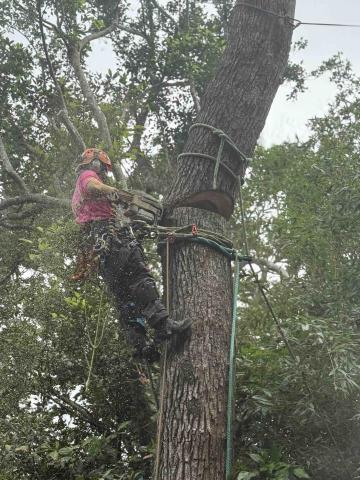 UmArbor 樹影工作室 - 立木伐除