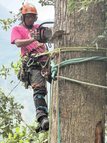 UmArbor 樹影工作室 - 立木伐除