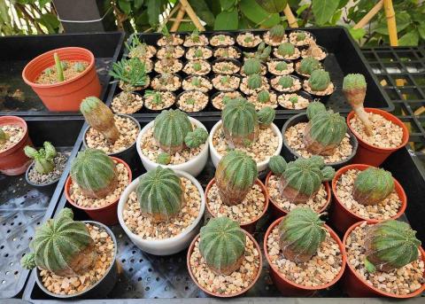 石家熏 🌵善栽植物坊🚗接送跑腿 - 布紋球繁殖 石家熏 🌵善栽植物坊🚗接送跑腿 - 布紋球繁殖