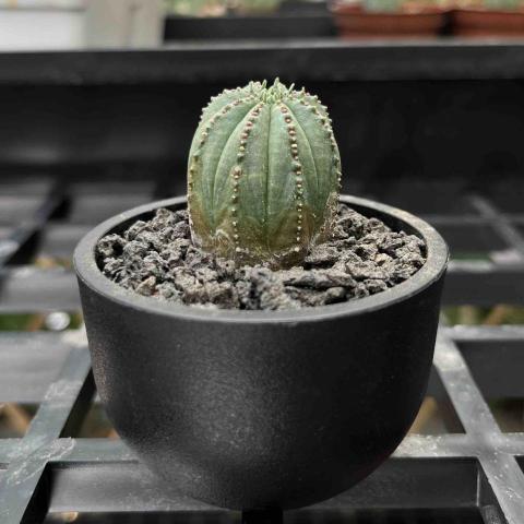 石家熏 🌵善栽植物坊🚗接送跑腿 - 盆栽 石家熏 🌵善栽植物坊🚗接送跑腿 - 盆栽