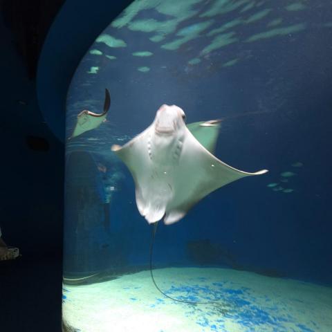 提供手工服務的專家莊家禕