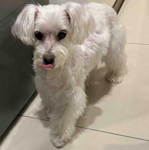 summer寵物保母 - 喔嗚:吃可愛長大的寶貝,眼神裡充滿了信賴,吃藥完全不會抗拒,但會害怕滴眼藥水。個性非常好,麻麻說喔嗚平時很黏人。 summer寵物保母 - 喔嗚:吃可愛長大的寶貝,眼神裡充滿了信賴,吃藥完全不會抗拒,但會害怕滴眼藥水。個性非常好,麻麻說喔嗚平時很黏人。