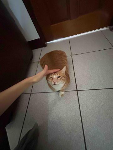 summer寵物保母 - 大橘子:這次麻麻出國我又來照顧寶貝了,傲嬌的橘子這次看到我竟然主動過來蹭蹭還給摸不會躲,我們的關係又進化了。 summer寵物保母 - 大橘子:這次麻麻出國我又來照顧寶貝了,傲嬌的橘子這次看到我竟然主動過來蹭蹭還給摸不會躲,我們的關係又進化了。