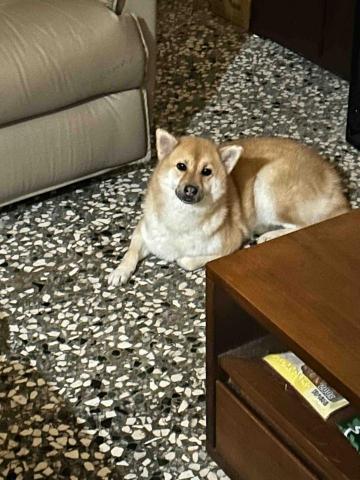 summer寵物保母 - Sushi:這隻柴柴有點兇,無法靠近,可能社會化訓練還不太夠,希望下次看到我不要再對我那麼兇了。 summer寵物保母 - Sushi:這隻柴柴有點兇,無法靠近,可能社會化訓練還不太夠,希望下次看到我不要再對我那麼兇了。