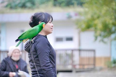 Elain - 飼養中大型鸚鵡已4年