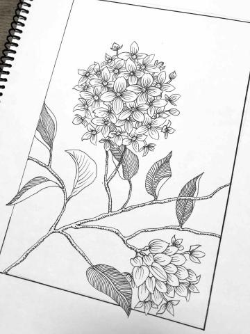 彩果子繪畫 - 代針筆植物插畫｜老師示範