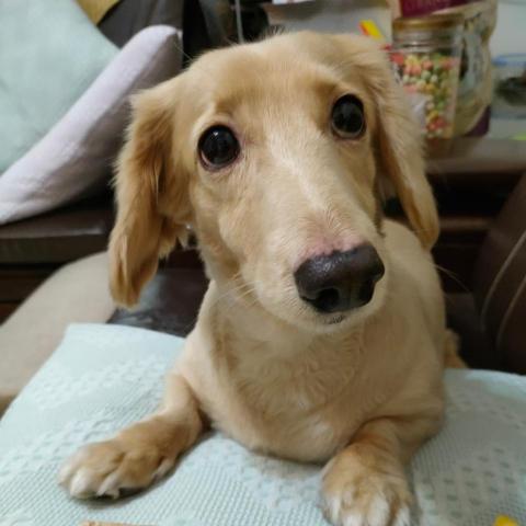 鄭明夷 鄭明夷