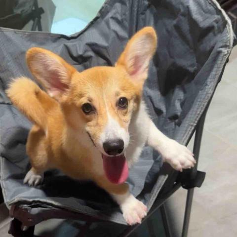 毛大叔狗私塾 - 調皮聰明的焦糖
#狗學生 毛大叔狗私塾 - 調皮聰明的焦糖
#狗學生