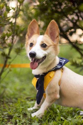 毛大叔狗私塾 - 調皮勇敢的元旦
#狗學生 毛大叔狗私塾 - 調皮勇敢的元旦
#狗學生