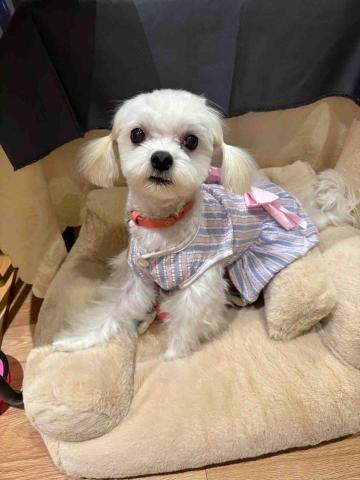 毛大叔狗私塾 - 個性敏感的雪球
#狗學生 毛大叔狗私塾 - 個性敏感的雪球
#狗學生