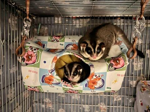 提供蜜袋鼯寄宿服務的專家Karen Chiang