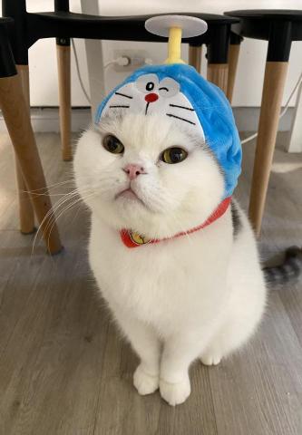 LEO - 我自己的貓貓