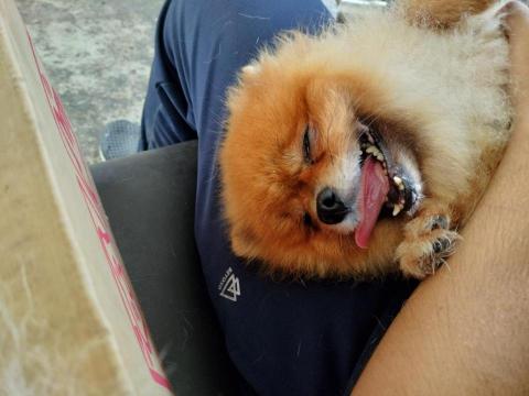 陳美妃-寵物 - 陪玩過程~