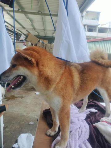 陳美妃-寵物 - 幫他們洗澡