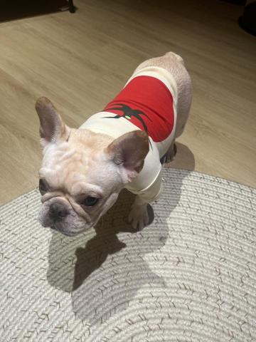 LEO - 朋友的狗狗