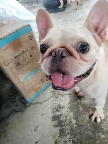 陳美妃-寵物 - 可愛吧