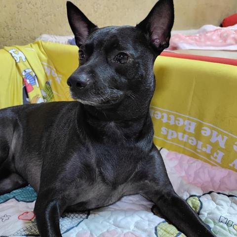 提供coach代購服務的專家Ann