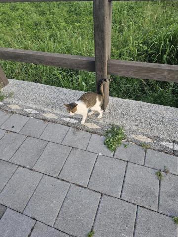 風鈴 風鈴