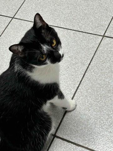 summer寵物保母 - 小賓士:怕人害羞的小賓士用溫柔的眼神看著我。 summer寵物保母 - 小賓士:怕人害羞的小賓士用溫柔的眼神看著我。