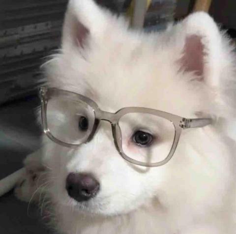 汪醬 汪醬
