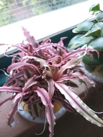 提供python自學聖經服務的專家Kato