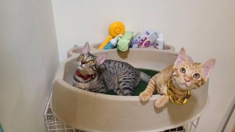 安東教練·實戰專家（防身技能首選） - 教練的貓，我只是在秀貓，可以跟教練討論寵物唷，教練也是名寵物照護師。