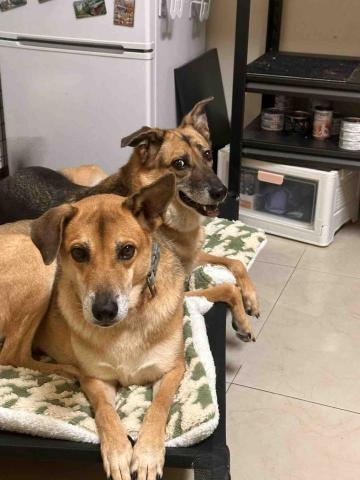 ☁️雲林🌳純奴才的寵物到府服務 - 小黑小黃 9歲