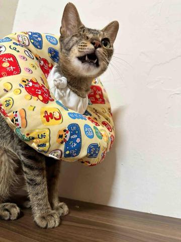 ☁️雲林🌳純奴才的寵物到府服務 - 單眼貓咪中途照顧 已順利送養