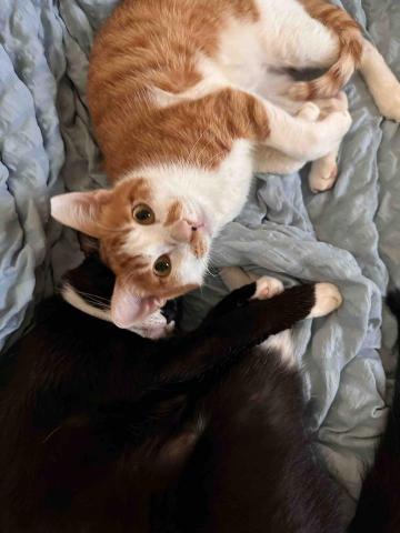 大埤寵物保姆推薦☁️雲林🌳純奴才的寵物到府服務