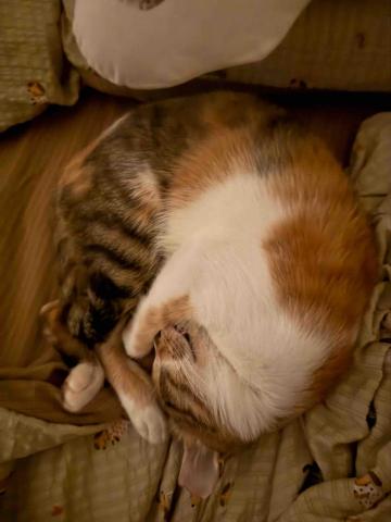 ☁️雲林🌳純奴才的寵物到府服務 - 中途三花 已順利送養