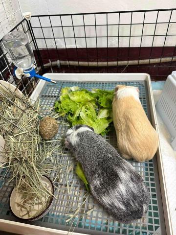 ☁️雲林🌳純奴才的寵物到府服務 - 天竺鼠照顧