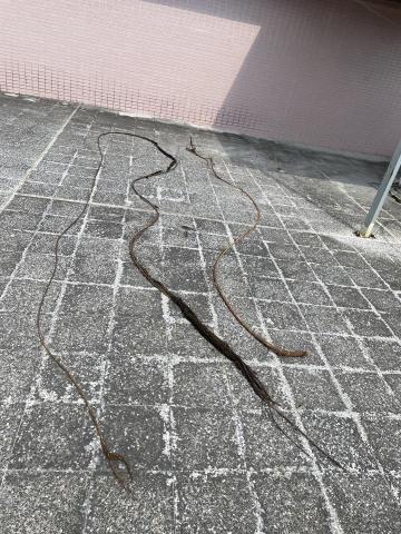 管路疏通 - 頂樓排水管 樹根樹枝拉出來的長度大概有10公尺 
兩個排水管拉出來，樹枝樹根