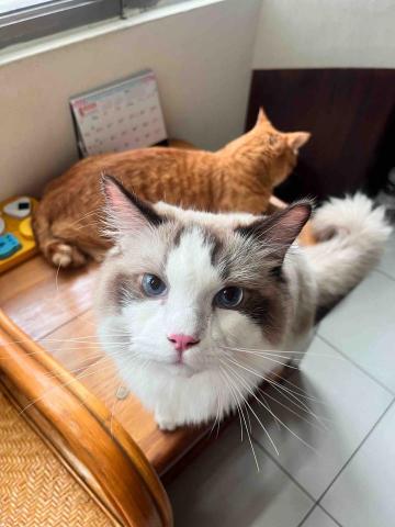 陳宥蓁 - 家裡有2隻貓