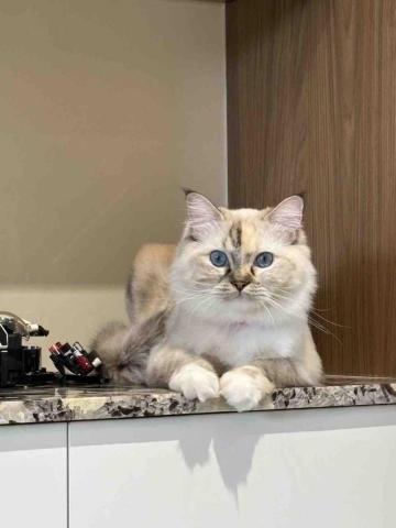 summer寵物保母 - 米寶:之前照顧過的布偶貓都比較溫柔跟撒嬌,米寶的個性比較好動,不熟不能摸,不然會被她揍,藍色的眼睛超美。 summer寵物保母 - 米寶:之前照顧過的布偶貓都比較溫柔跟撒嬌,米寶的個性比較好動,不熟不能摸,不然會被她揍,藍色的眼睛超美。