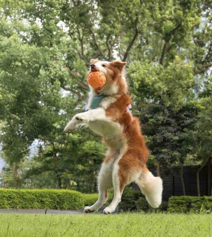 楊依心 - 寵物攝影