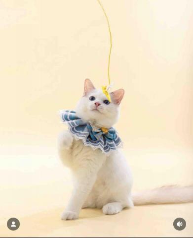 楊依心 - 寵物攝影