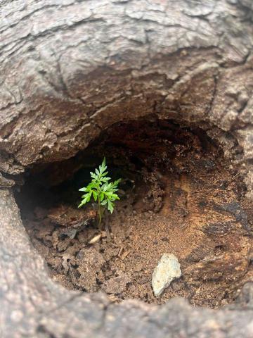 嘉義化學補習班推薦李尚叡