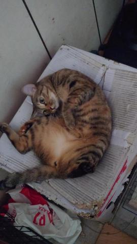 提供嘉義英文服務的專家莊昆翰